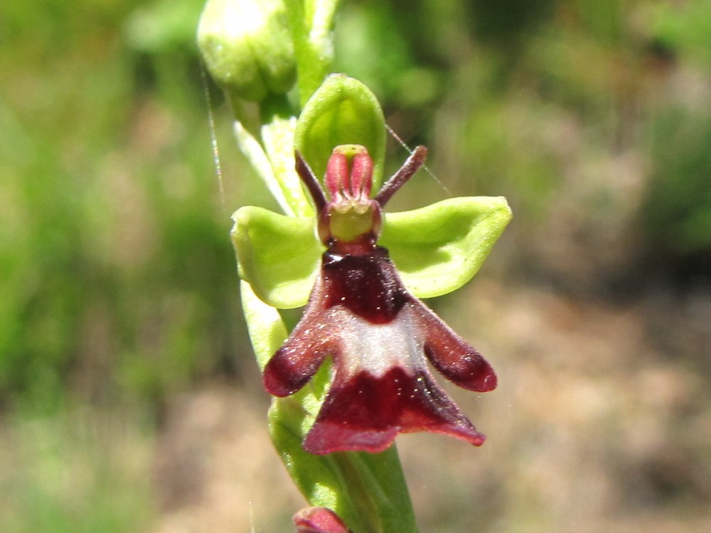 Ophrys insectifera e altro